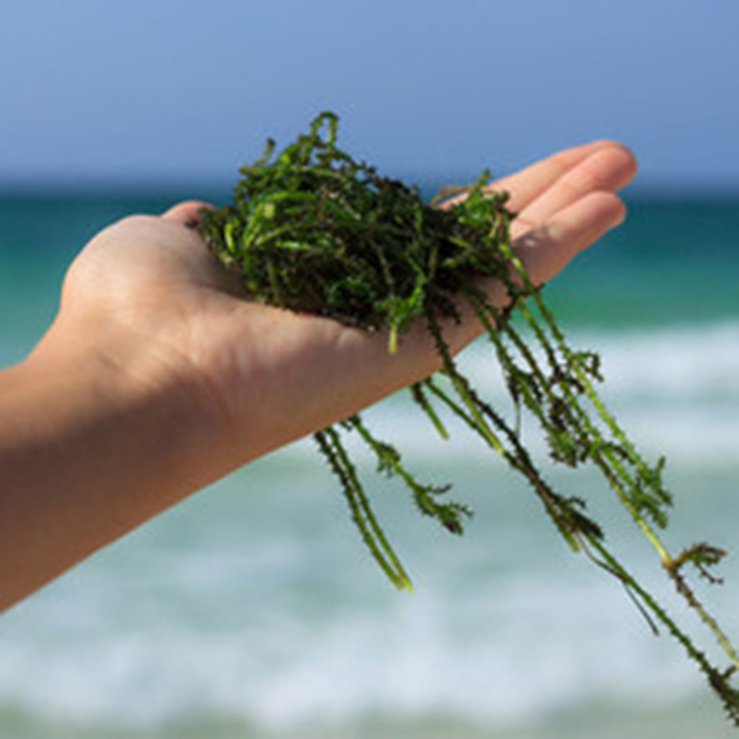 A Marine Ally: Seaweed